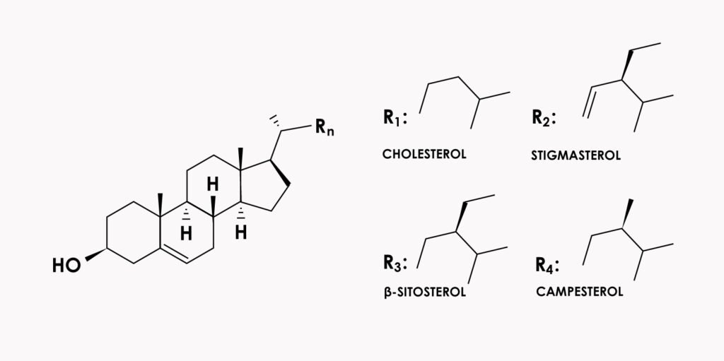 Crystal-Engineering-of-Nutraceutical-Phytosterols
